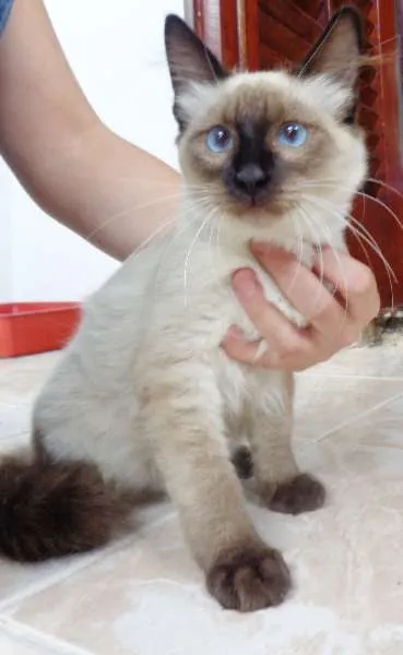 Gato ra a SRD idade 2 a 6 meses nome Bolota
