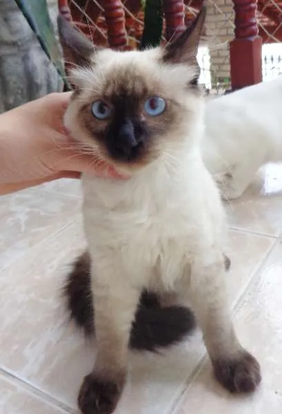 Gato ra a SRD idade 2 a 6 meses nome Bolota
