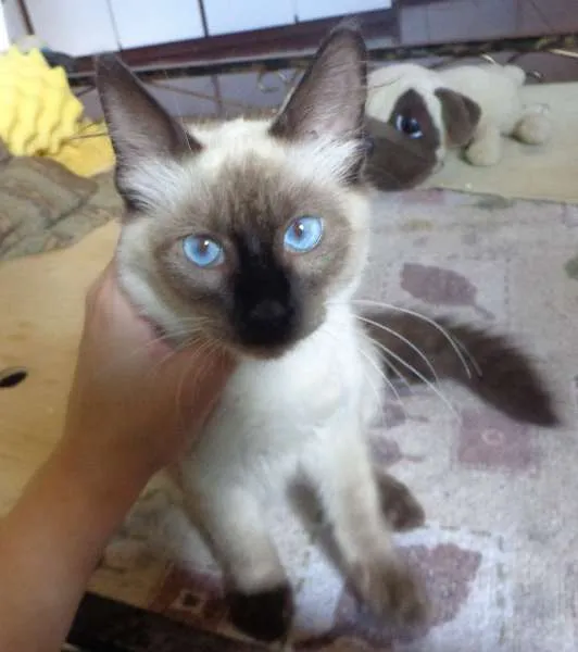 Gato ra a SRD idade 2 a 6 meses nome Bolota