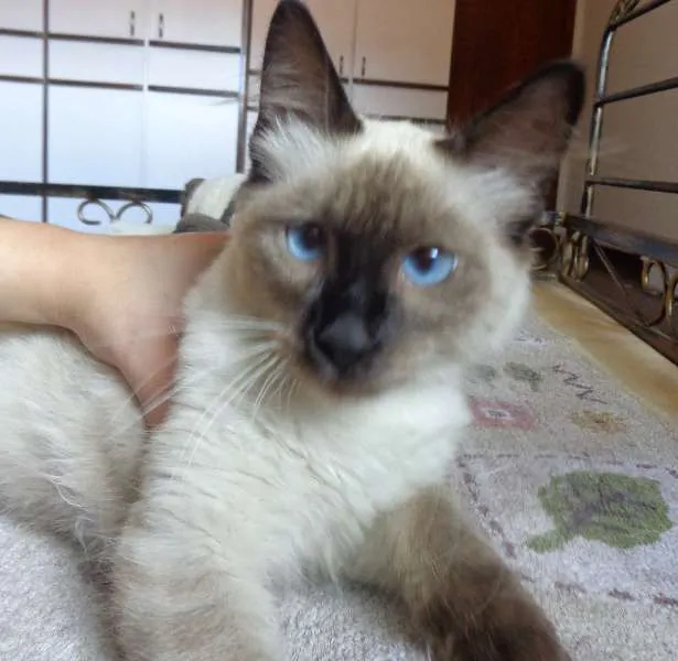 Gato ra a SRD idade 2 a 6 meses nome Bolota