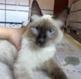 Bolota