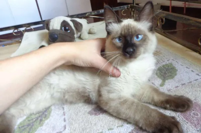 Gato ra a SRD idade 2 a 6 meses nome Bolota