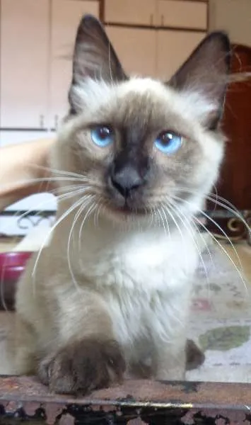 Gato ra a SRD idade 2 a 6 meses nome Bolota