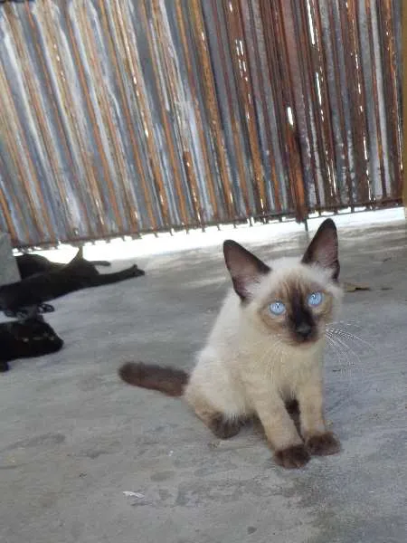Gato ra a SRD idade 2 a 6 meses nome Bolota