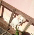 Gabi, xiru