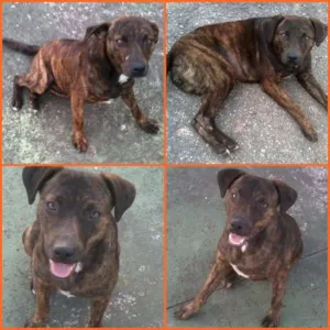 Cachorro raça SRD idade 2 anos nome MAGALI