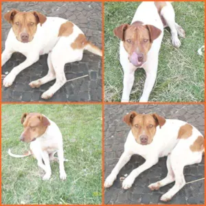 Cachorro raça SRD idade 3 anos nome PITTY