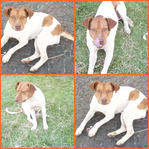 Cachorro ra a SRD idade 3 anos nome PITTY