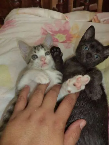 Gato ra a SRD idade 2 a 6 meses nome Sputnik e Smurf
