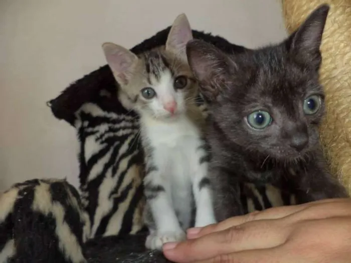Gato ra a SRD idade 2 a 6 meses nome Sputnik e Smurf
