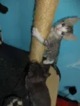 Sputnik e Smurf