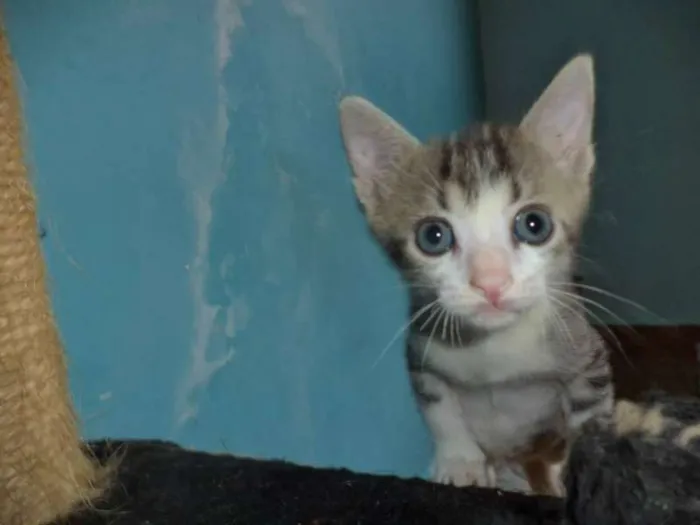 Gato ra a SRD idade 2 a 6 meses nome Sputnik e Smurf