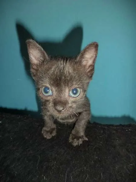 Gato ra a SRD idade 2 a 6 meses nome Sputnik e Smurf