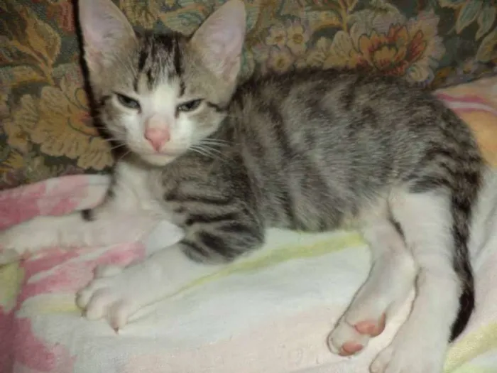Gato ra a SRD idade 2 a 6 meses nome Sputnik e Smurf