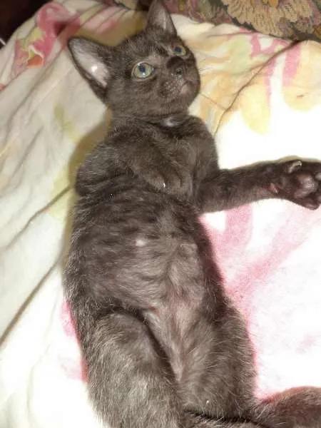Gato ra a SRD idade 2 a 6 meses nome Sputnik e Smurf