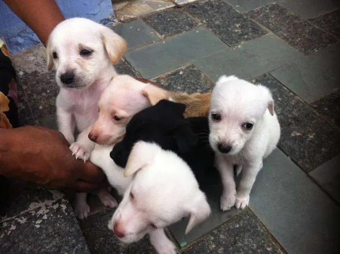 Cachorro ra a SRD idade Abaixo de 2 meses nome Sem nome