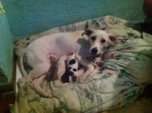 Cachorro raça SRD idade Abaixo de 2 meses nome Sem nome