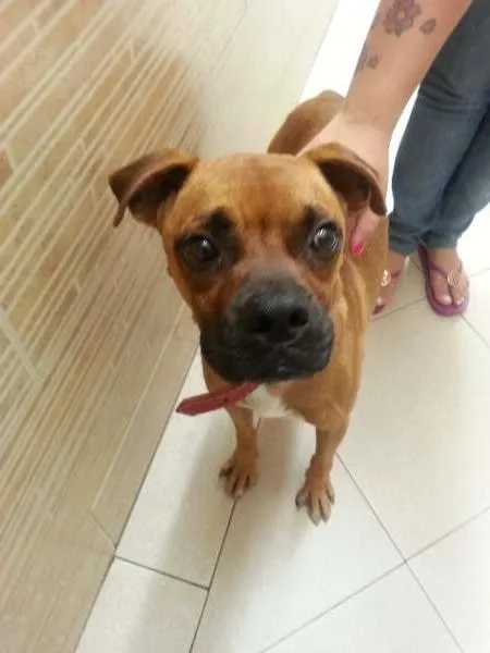 Cachorro ra a Boxer idade  nome Sem nome