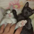 Sputnik e Smurf