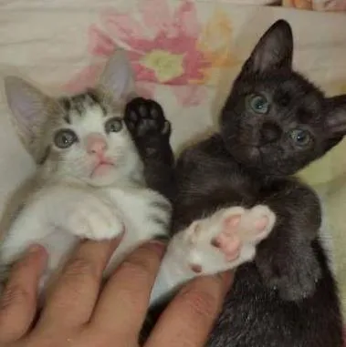 Gato ra a SRD idade 2 a 6 meses nome Sputnik e Smurf