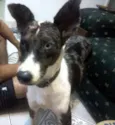 Niki