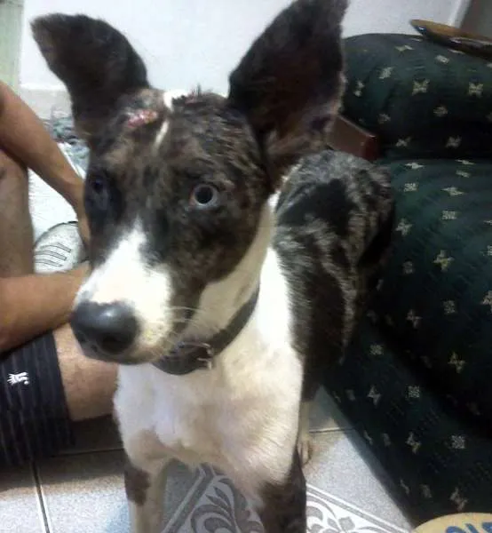 Cachorro ra a SRD idade  nome Niki