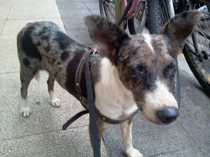 Cachorro ra a SRD idade  nome Niki