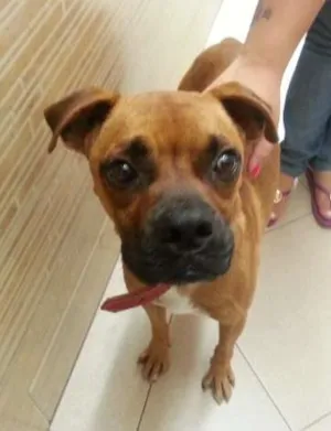 Cachorro raça Boxer idade  nome Sem nome