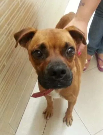 Cachorro ra a Boxer idade  nome Sem nome