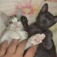 Sputnik e Smurf