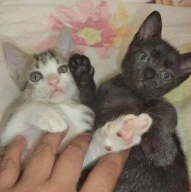Gato ra a SRD idade 2 a 6 meses nome Sputnik e Smurf