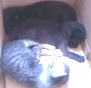 Gato raça  idade Abaixo de 2 meses nome sem nome