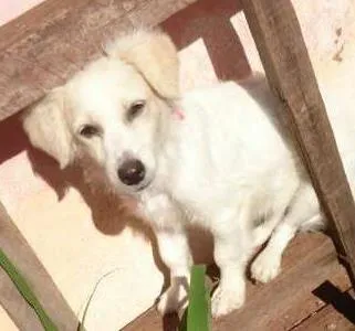 Cachorro ra a Basset-Cofap com viiralata e pode com vira lata idade 7 a 11 meses nome Gabi,  xiru