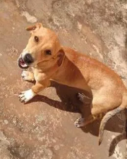 Cachorro ra a Basset-Cofap com viiralata e pode com vira lata idade 7 a 11 meses nome Gabi,  xiru