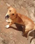 Gabi, xiru