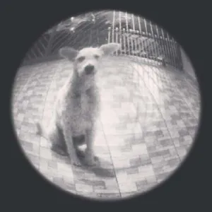 Cachorro raça Maltês com vira-lata idade 2 anos nome Penelope