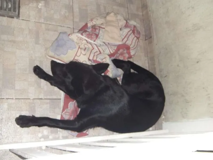 Cachorro ra a mestiço labrador idade 7 a 11 meses nome Ozzy