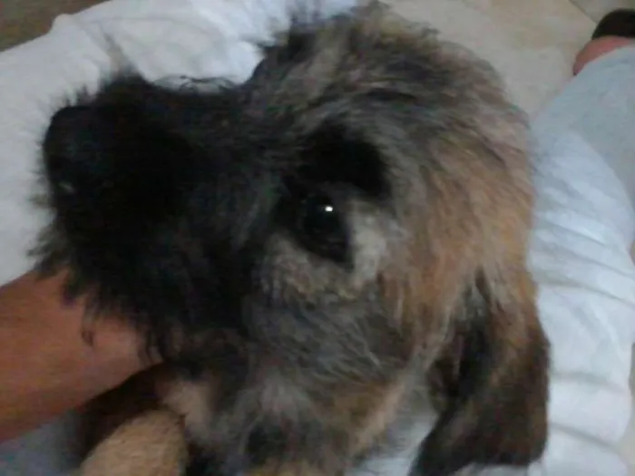 Cachorro ra a Vira-Lata idade 2 a 6 meses nome Bibi