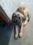 Bibi