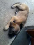 Bibi