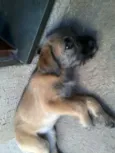 Bibi