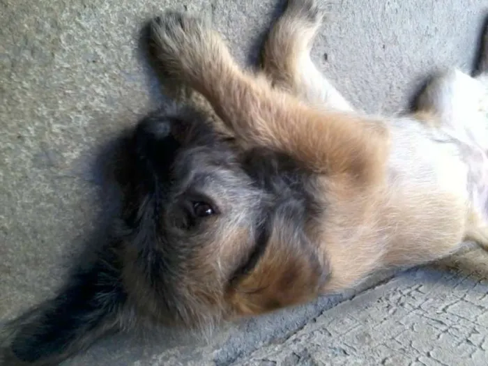 Cachorro ra a Vira-Lata idade 2 a 6 meses nome Bibi