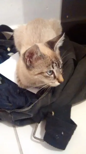 Gato ra a Siamês idade Abaixo de 2 meses nome Sem nome