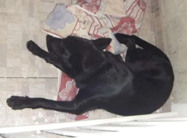 Cachorro ra a mestiço labrador idade 7 a 11 meses nome Ozzy