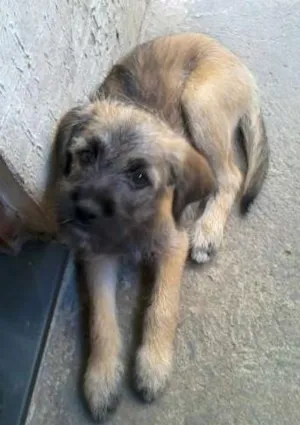Cachorro raça Vira-Lata idade 2 a 6 meses nome Bibi