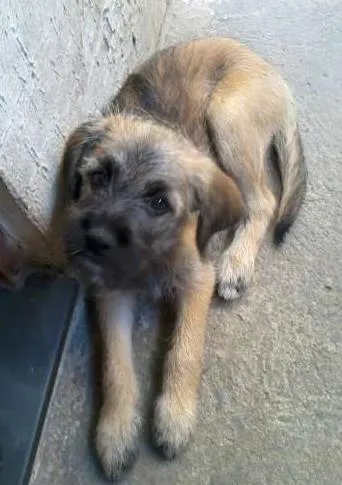Cachorro ra a Vira-Lata idade 2 a 6 meses nome Bibi