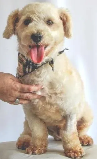 Cachorro ra a POODLE idade 1 ano nome CADU