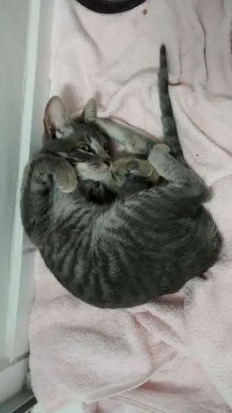 Gato ra a srd idade 2 a 6 meses nome Loki