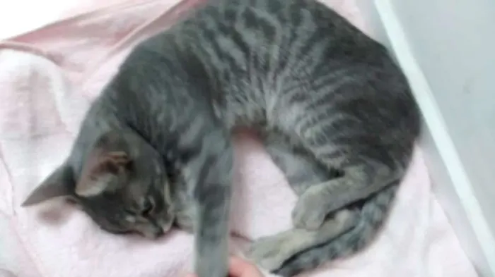 Gato ra a srd idade 2 a 6 meses nome Loki