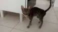 Loki